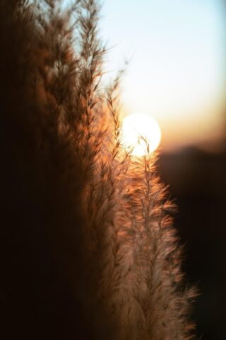 trees, sunset, sunrise, sun, nature, aesthetic, mountains, summer, landscape, cute, retro, vintage, sky, forest, aesthetic, aesthetic, aesthetic, aesthetic, aesthetic