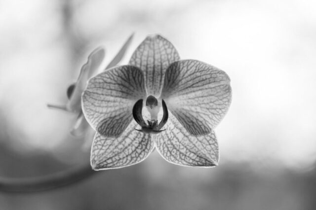 flower, nature wallpaper, laptop wallpaper, blossom, nature background, orchid, nature, plant, beautiful flowers, botany, cool backgrounds, wallpaper hd, wallpaper 4k, beautiful nature, floral background, flower background, bloom, beautiful wallpaper, free wallpaper, hd wallpaper, 4k wallpaper 1920x1080, free background, desktop backgrounds, flower wallpaper, full hd wallpaper, mac wallpaper, wallpaper, monochrome, windows wallpaper, 4k wallpaper, grey, gray