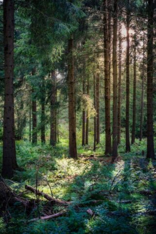 forest at daytime forest at daytime