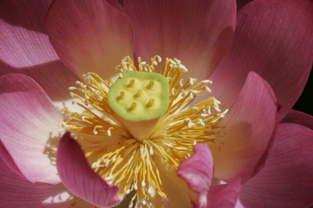 flower, lotus, beautiful flowers, flower background, petals, flora, botany, nature, flower wallpaper, pink, close up