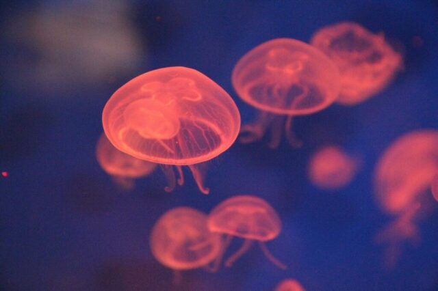 jellyfish, nature, ocean, sea creatures, biology, neon