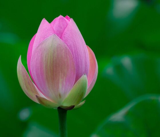 flower, lotus, blooming lotus, pink flower, flower wallpaper, pond, lotus pond, bloom, beautiful flowers, aquatic plant, flora, flower background, nature, close up
