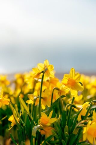Photo by Cocodillaa.com A field of yellow flowers on a sunny day
