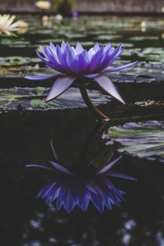purple-petaled flower