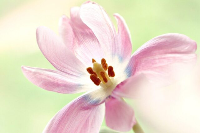 flower, flower wallpaper, pistils, flower background, pollen, flora, beautiful flowers, nature