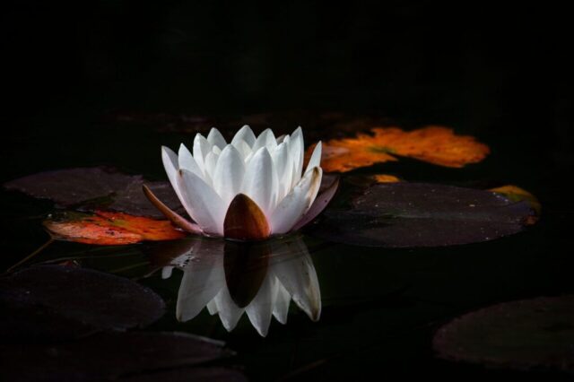 flower, lotus, pond, flower background, white flower, nature, water lily, flower wallpaper, beautiful flowers, reflection, meditation, zen