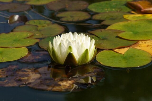 water lily, flower, blossom, beautiful nature, floral background, bloom, beautiful flowers, hd wallpaper, 4k wallpaper, 4k wallpaper 1920x1080, lotus, desktop backgrounds, pond, lotus flower, free background, nature background, full hd wallpaper, cool backgrounds, wallpaper hd, nature, mac wallpaper, wallpaper, nature wallpaper, free wallpaper, flower background, beautiful wallpaper, windows wallpaper, flower wallpaper, laptop wallpaper, wallpaper 4k, hd background, desktop wallpaper
