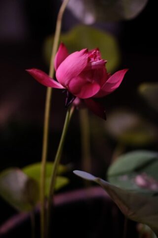 flower, lotus, flower wallpaper, bloom, blossom, flower background, beautiful flowers, botany, nature, green, pink