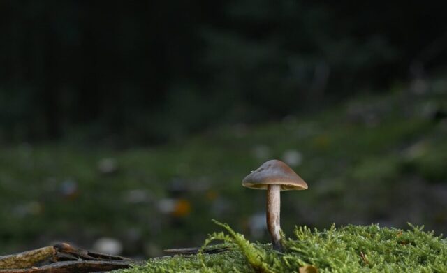 mushroom, forest, moss, fungal science, close up, forest floor, winter, nature mushroom, forest, moss, fungal science, close up, forest floor, winter, nature