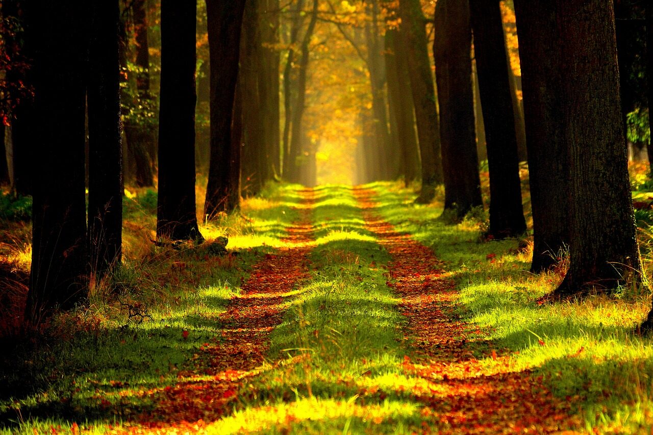 forest, path, trees, outdoors, way, woods, tree lined, forest path, trail, forest trail, grass, nature path, nature trail, woodlands, undergrowth, away, nature, forest, forest, forest, path, nature, nature, nature, nature, nature