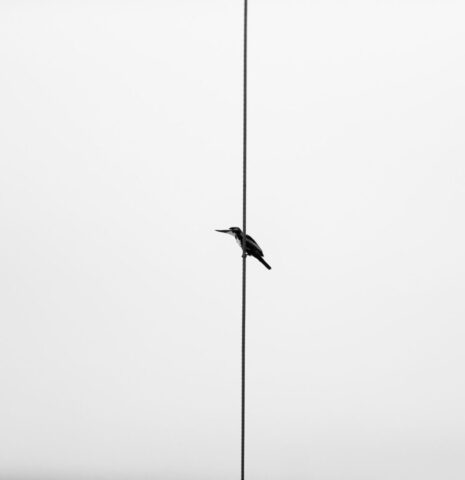 bird, animal, wildlife, vietnam, nature, cuckoo, minimal