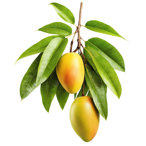 Photo by cocodillaa.com ai generated, mango, fruit, food, fresh, organic, healthy, nutrition, nature, juicy, isolated, cutout, leaves