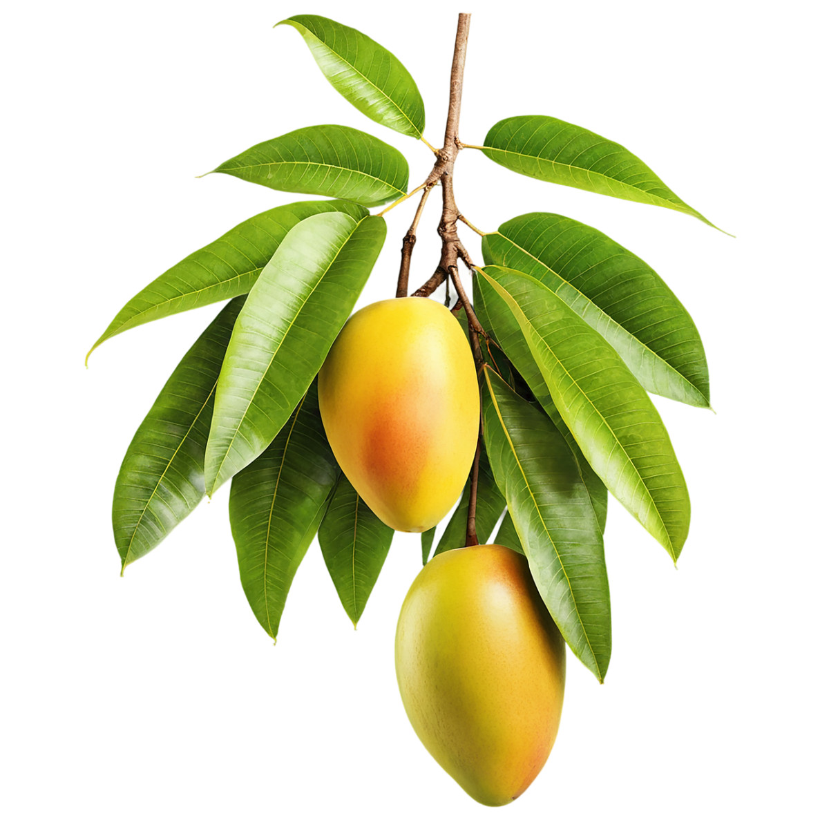 ai generated, mango, fruit, food, fresh, organic, healthy, nutrition, nature, juicy, isolated, cutout, leaves
