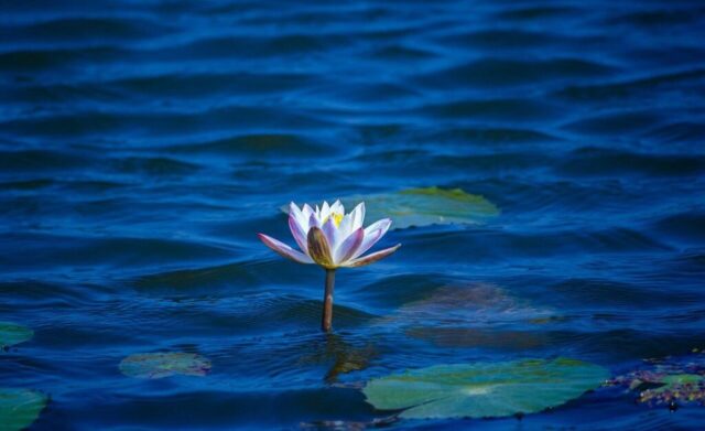lotus, nature, flower wallpaper, flower, bloom, flower background, petals, blossom, flora, pond, beautiful flowers, plant