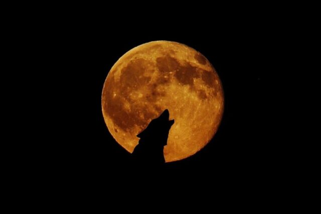 Photo by Cocodillaa.com full moon, moon, wolf, howl, photomontage, the atmosphere, howl at, wolf, wolf, wolf, wolf, wolf, howl