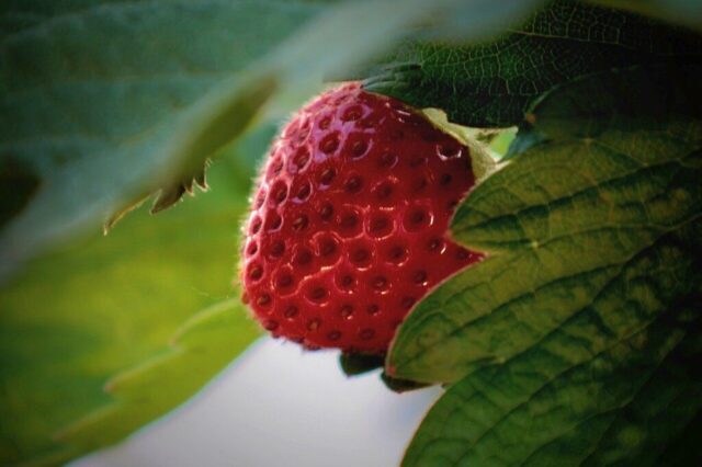 strawberry, fruit, strawberry plant, plant, nature, botany