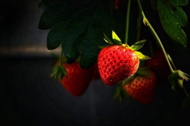 strawberry, fruit, berry, plant, nature, strawberry bush