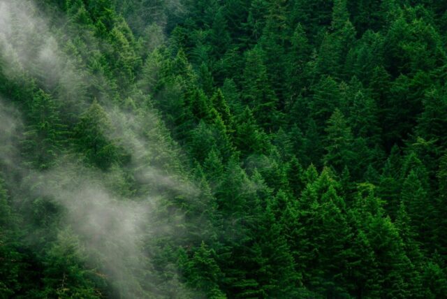 green pine trees during daytime green pine trees during daytime