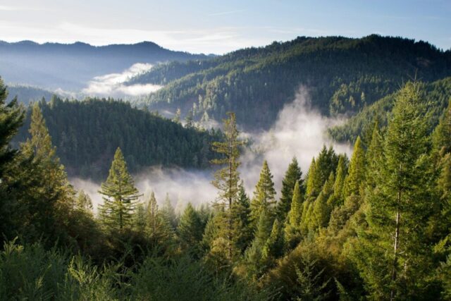 birds eye photo of forest and mountains birds eye photo of forest and mountains
