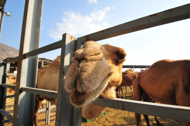 camel wallpaper
