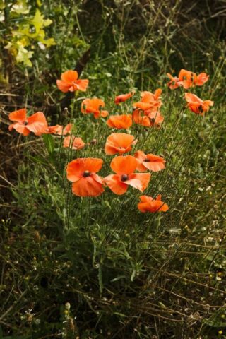 a group of orange flowers