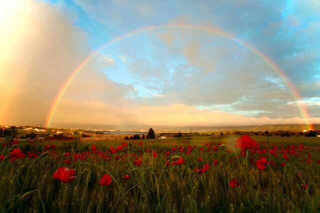 Photo by Cocodillaa.com red flowers under rainbow and cloudy sky during daytime