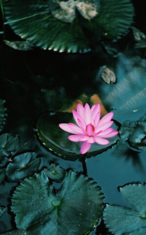 pink lotus flower on water
