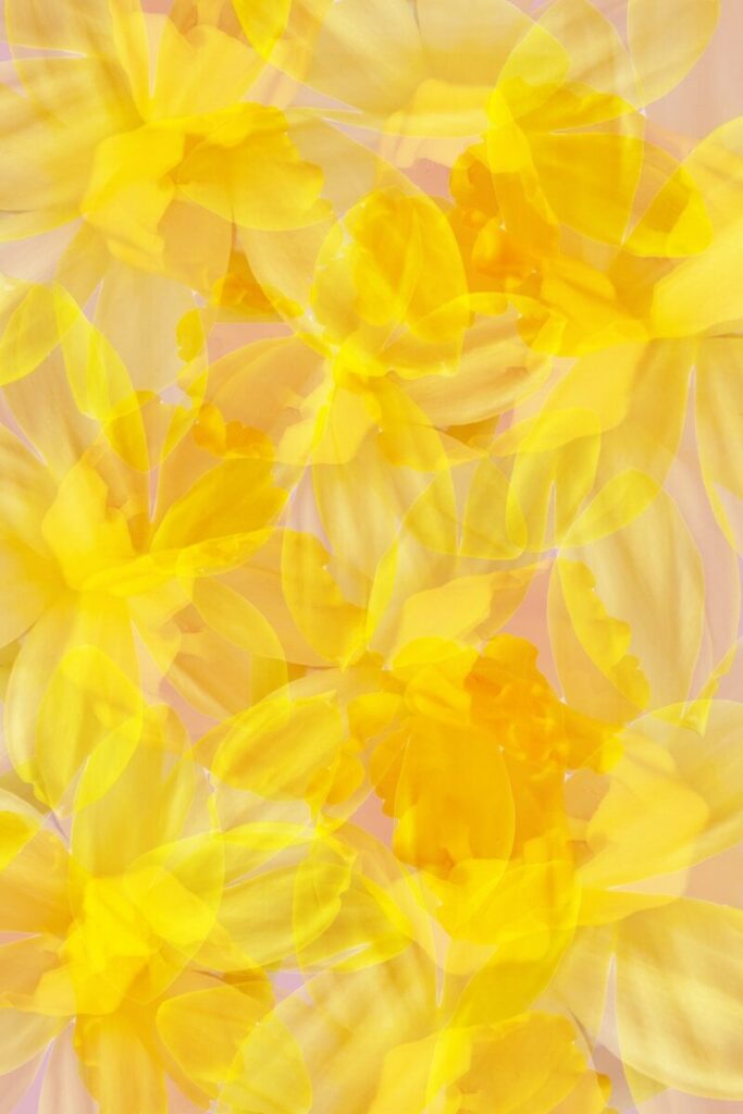 Yellow Wallpapers HD & 4K – Bright Aesthetic Backgrounds Free Download