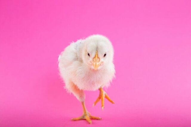 Photo by Cocodillaa.com a baby white chick on a pink background