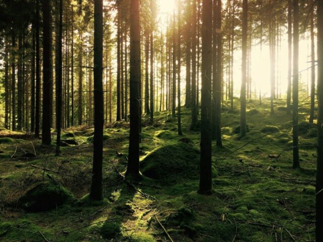 green pine trees green pine trees
