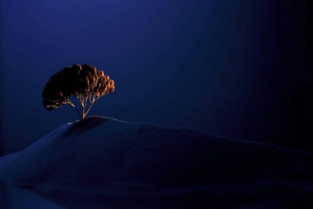 a lone tree sitting on top of a snow covered hill