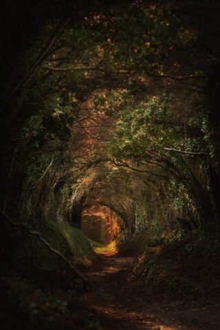 a tunnel of trees in the middle of a forest a tunnel of trees in the middle of a forest