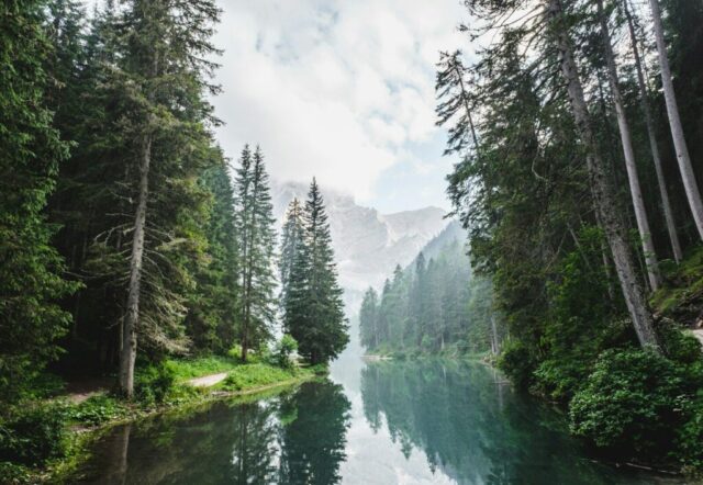 body of water surrounded by pine trees during daytime body of water surrounded by pine trees during daytime