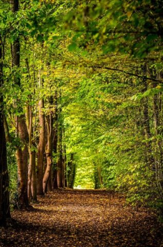 pathway between green trees pathway between green trees