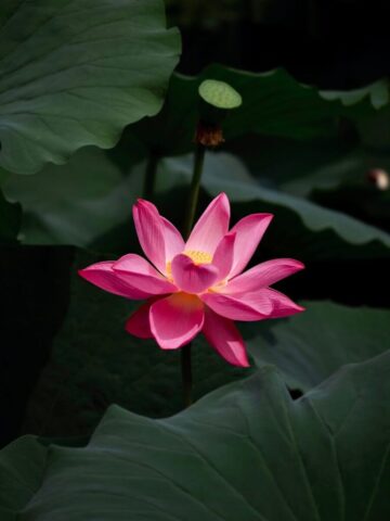 A pink lotus flower blooming in a pond