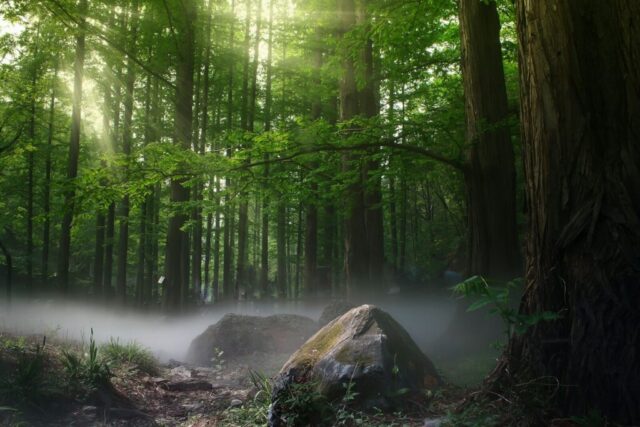 forest with green trees during daytime forest with green trees during daytime