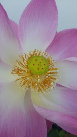a large pink flower with a yellow center