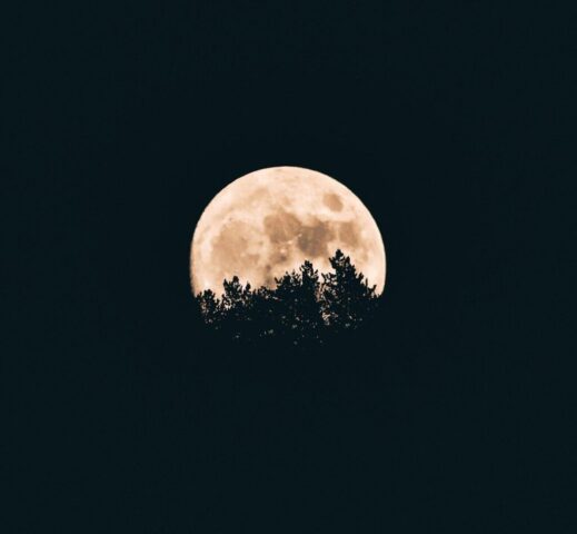 Photo by Cocodillaa.com full moon behind a tree silhouettes