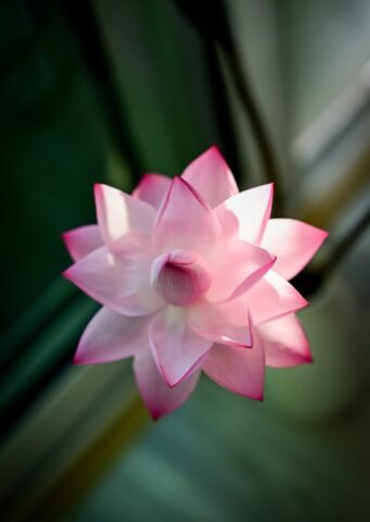 A pink flower sitting on top of a window sill
