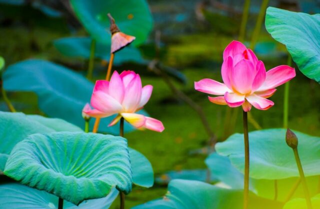 pink petaled flwoers