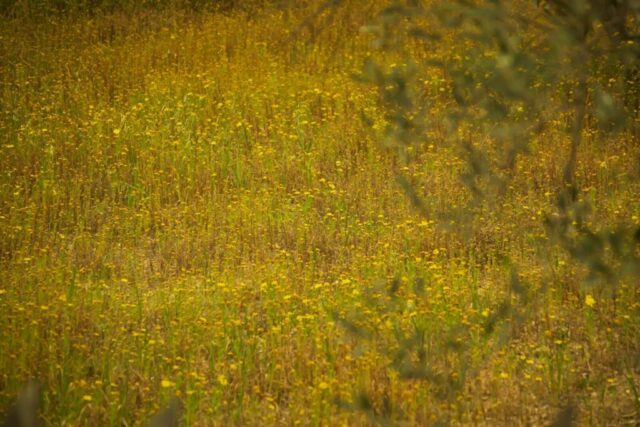 Photo by Cocodillaa.com a field of grass