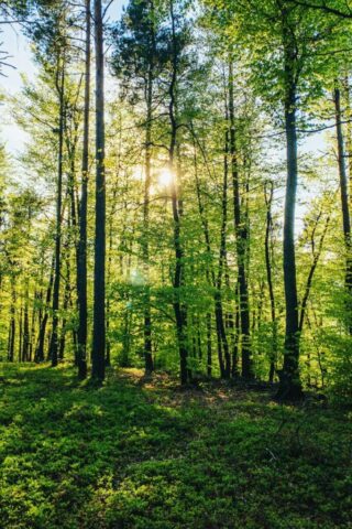 green trees under blue sky during daytime green trees under blue sky during daytime