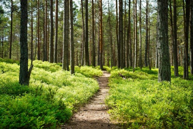 brown dirt road between green grass and trees during daytime brown dirt road between green grass and trees during daytime
