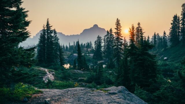 pine trees field near mountain under sunset pine trees field near mountain under sunset