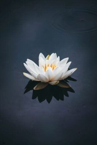 white lotus flower in bloom