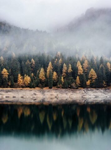 trees reflecting on body of water trees reflecting on body of water