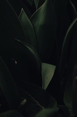 green leaves in dark room