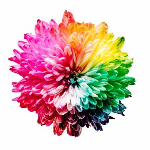 Photo by Cocodillaa.com multicolored flower illustration
