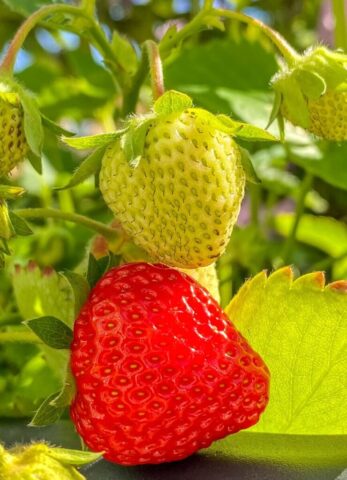 Strawberry Wallpapers 4K