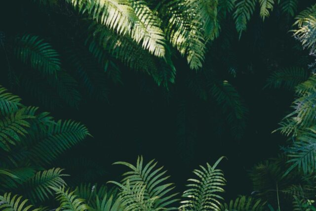 green linear leafed plants green linear leafed plants